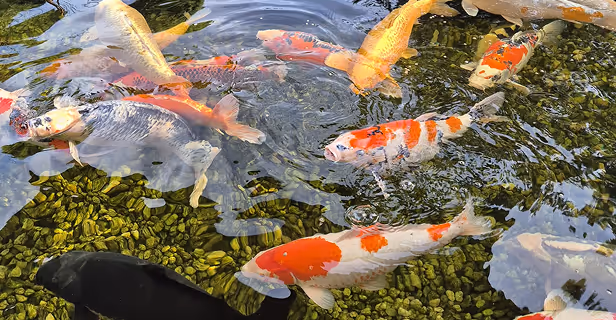 Mehrere bunte Koi-Fische schwimmen in klarem Wasser über grünen Steinen.