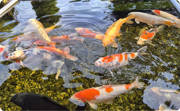 Mehrere bunte Koi-Karpfen schwimmen in einem klaren Teich mit grünem Kiesboden.