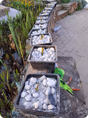 Reihe von quadratischen Pflanzgefäßen mit weißen Steinen und kleinen gelben Pflanzen, auf einem Steinbord neben einem Teich.