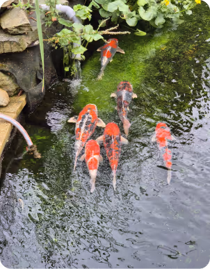 Sechs bunte Koi-Fische schwimmen in einem Teich mit grünem Wasser und Pflanzen am Rand.