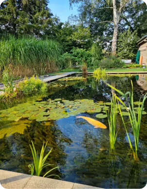 Gartenweiher mit Wasserpflanzen, Seerosen und einem orangefarbenen Koi, umgeben von Bäumen und einem Gartenschuppen.