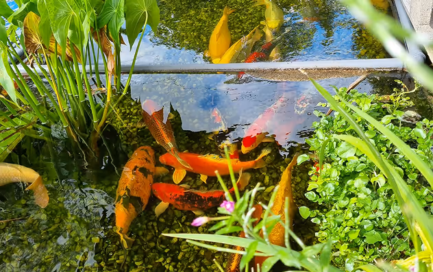 Bunte Koi-Fische schwimmen in einem klaren Teich mit grünen Pflanzen am Rand.