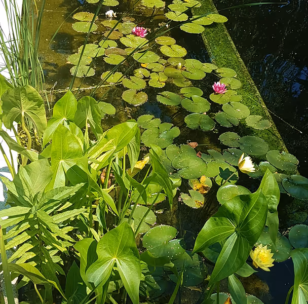 Wasser mit grünen Seerosenblättern und rosa und gelben Seerosenblüten, umgeben von grünen Blättern am Rand.